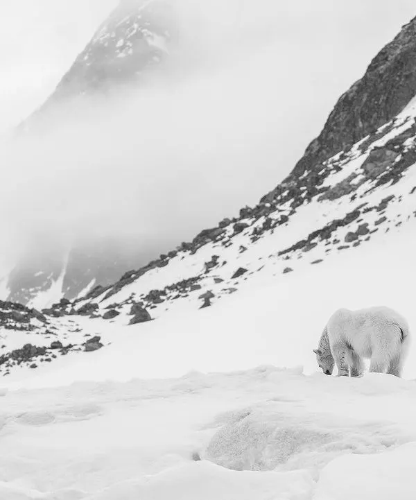 A polar bear in its vast environment. I chose a wide-angle lens here to show the scale of the Arctic landscape, with the storm building over the mountains, to emphasize the pristine but fragile nature of this ecosystem.