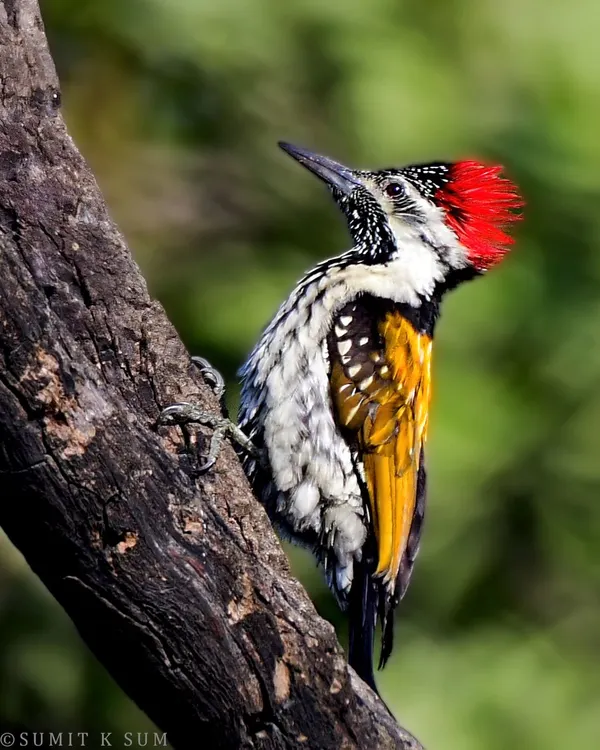 The Black-rumped Flameback, a truly stunning woodpecker found in Delhi-NCR. Its combination of a fiery red crest, golden back, and black-and-white patterns makes it a spectacular subject.