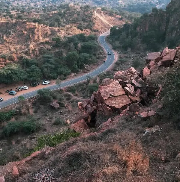 This is the reality of wildlife in our Millennium City. We spotted this magnificent leopard watching over the traffic from the Aravalli hills, a powerful reminder that we share our urban spaces with these elusive predators.
