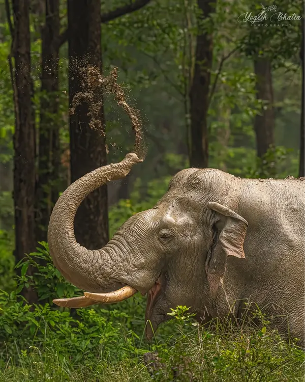 This magnificent elephant showering itself with earth is a perfect moment of natural behavior. To freeze such fleeting action, I used my Sony Alpha 1's 30 fps burst mode, capturing the dust mid-air with perfect sharpness.