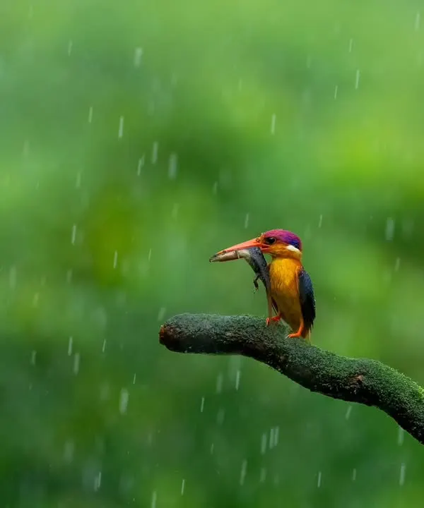 The Jewel of the Konkan, an Oriental Dwarf Kingfisher, with rain frozen in time by a fast shutter speed. On my birding workshops, I explain how to manipulate settings to tell different visual stories.