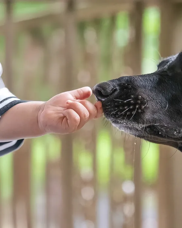 This is what it's all about. That gentle, unspoken trust between a child and their best friend. In these quiet moments, a lifetime of love is captured. This is the magic I chase in every family and pet photography session.