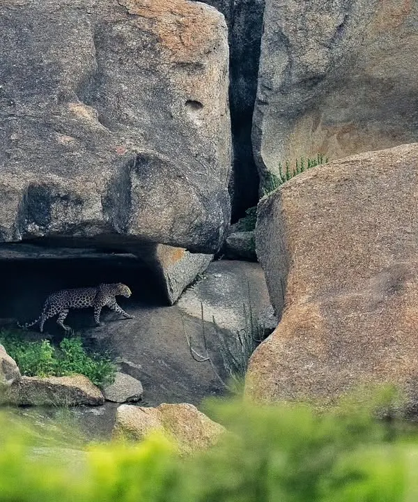 A leopard patrols the raw, geometric granite hills of Jawai. This is a landscape where the rocks are as much a part of the story as the cat itself.