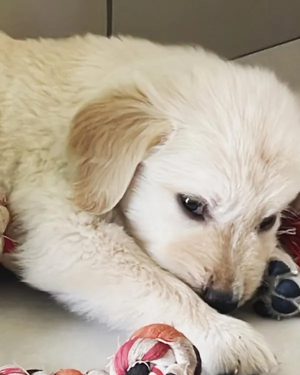 Welcome, little Leo. This Golden Retriever puppy was just 38 days old when he came for his first sleepover. We gave him a cozy spot and a rope toy to help him feel secure.