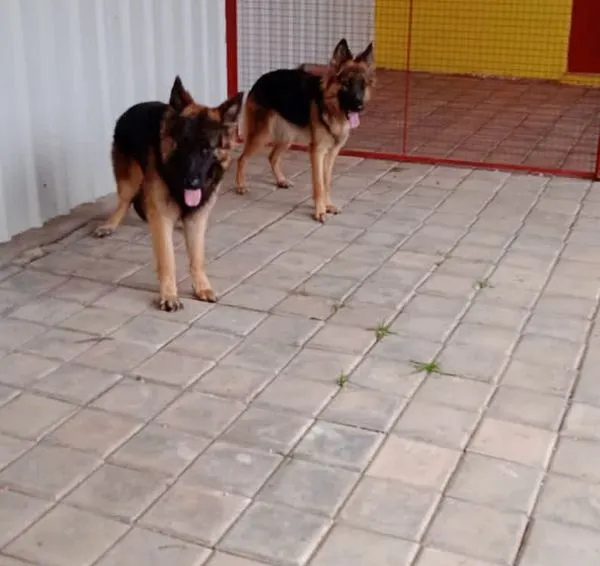 Two handsome German Shepherds enjoying some downtime. Our spacious, clean, and secure indoor areas are perfect for relaxing after playtime.