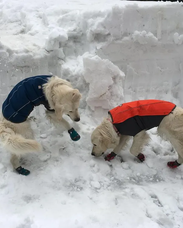 Our first time experiencing heavy snow in Himachal. The dogs are wearing jackets and booties, essential gear for protecting them from the cold and rough terrain.