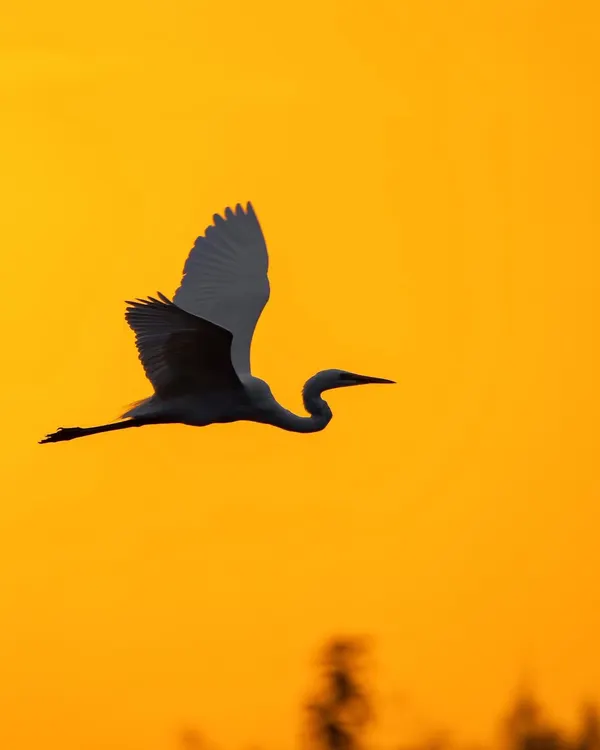 A perfect silhouette of a Great Egret flying against a fiery orange sunset. Learning to expose for the sky is key to creating such dramatic and artistic images.
