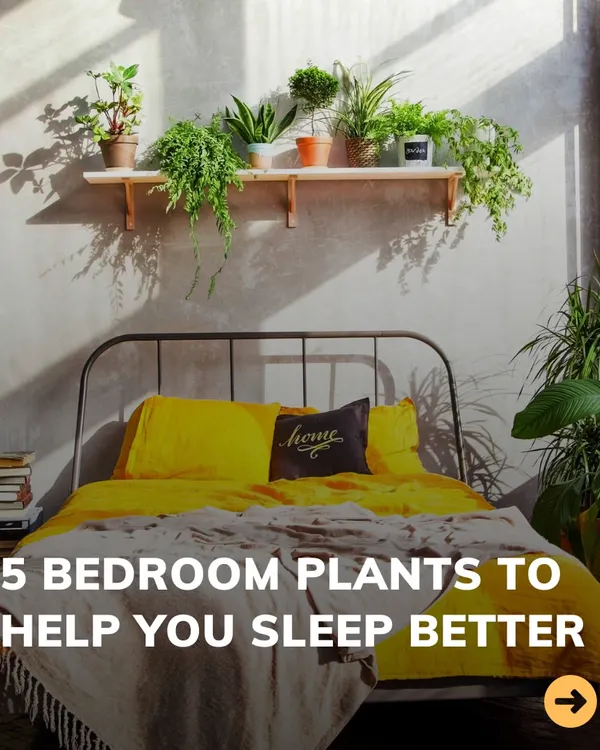 The right plants in your bedroom can genuinely help you sleep better by purifying the air and creating a tranquil environment. I can recommend specific plants like Snake Plants and Peace Lilies to turn your bedroom into a restful oasis.