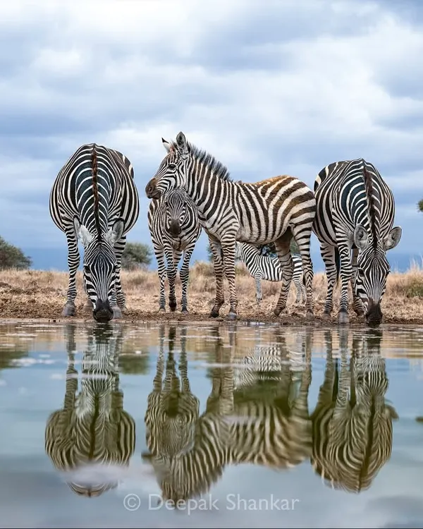 In the simplicity of the wild, happiness is complete. This moment at the waterhole, with the zebras and their perfect reflections, is a beautiful example of nature's own art.