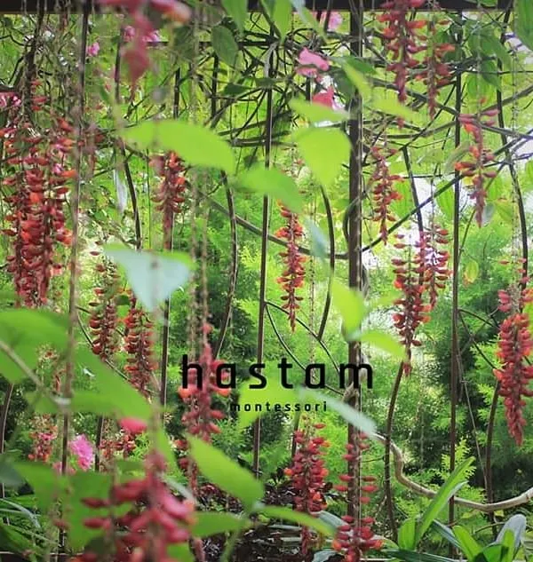 Our name, Hastam, is nestled among the beautiful flowering vines of our campus. We believe that a child's learning environment should be as beautiful and inspiring as the natural world, fostering a sense of peace and wonder.