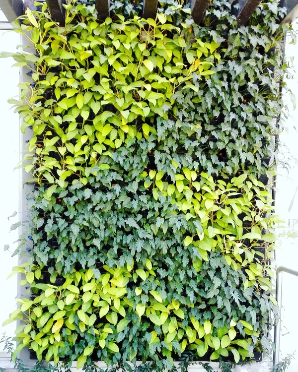 A vertical garden showcasing a checkerboard pattern using just two plant varieties: the dark green English Ivy and the vibrant Philodendron Ceylon Golden. This demonstrates how simple combinations can create striking visual effects.