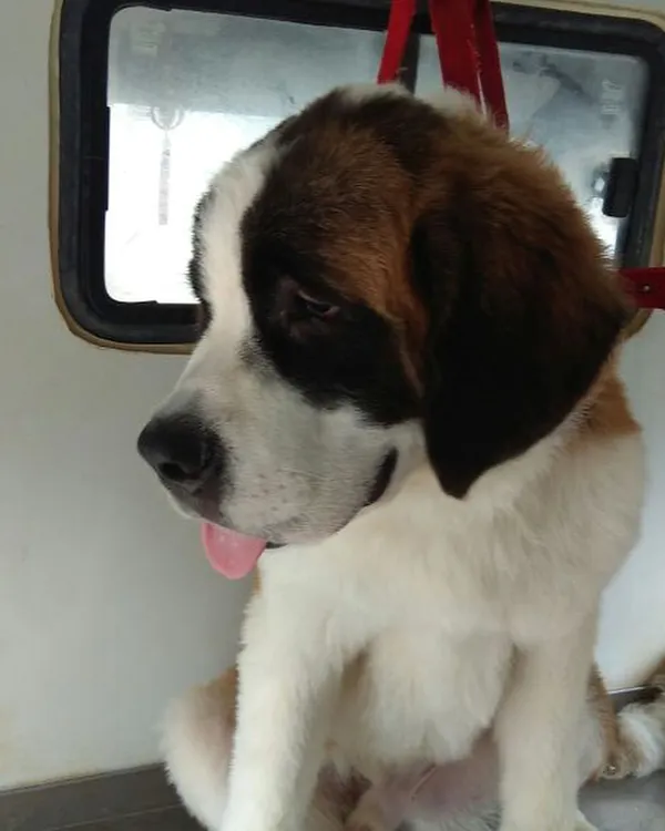 We also groom gentle giants like this adorable St. Bernard. Our mobile unit is spacious enough to comfortably accommodate large breeds for their bath and grooming needs.