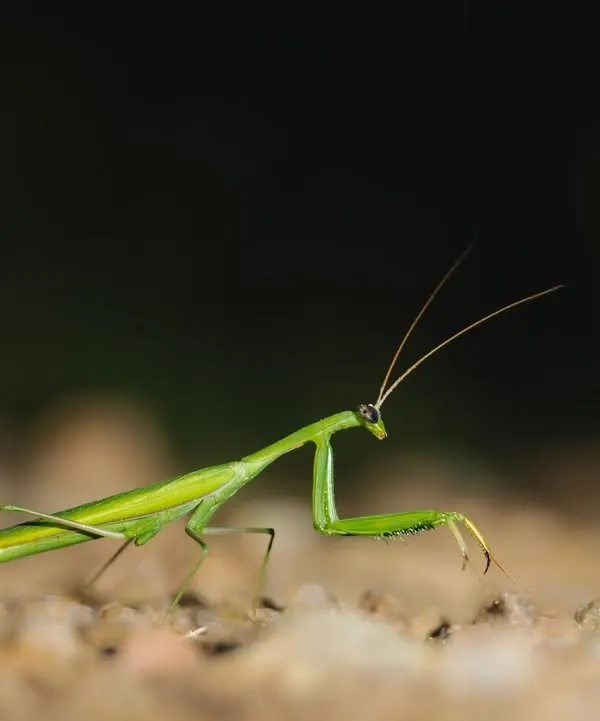 A praying mantis on the move at night. These formidable micro-predators are a common and fascinating subject on our macro walks.
