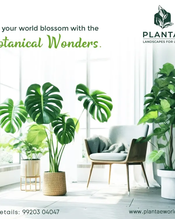 A beautiful Monstera Deliciosa and a Fiddle Leaf Fig tree instantly elevate this bright, airy room. We select iconic indoor plants like these to act as living sculptures, adding a touch of botanical elegance to your home.