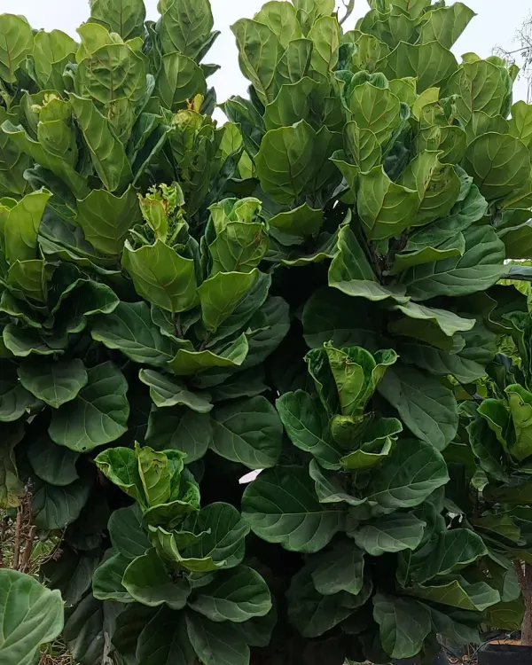 A large, bushy Fiddle Leaf Fig (Ficus lyrata) with huge, vibrant green leaves. This is a very popular and stylish indoor tree that makes a bold statement in any room.