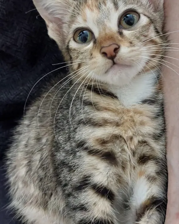 A close-up of a beautiful 3-month-old grey tabby kitten. This little one is part of a group of siblings looking for a home in CV Raman Nagar.