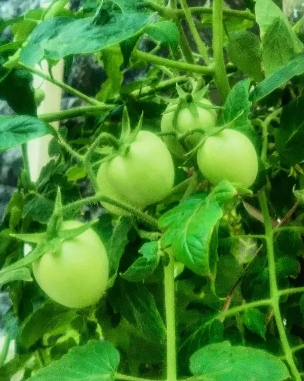 Unripe green tomatoes growing plump on the vine in one of our urban terrace gardens. Growing your own tomatoes means you can harvest them at peak ripeness for unmatched flavor, free from any harmful chemicals.