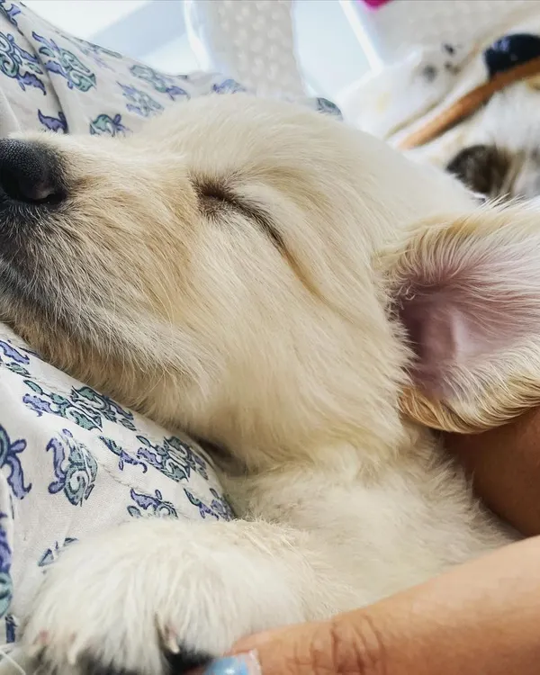 This is what pure comfort looks like. We believe every baby deserves to feel this safe and loved, especially when their mom and dad are away. This little one, Leo, is just 38 days old and sleeping so peacefully in our arms.