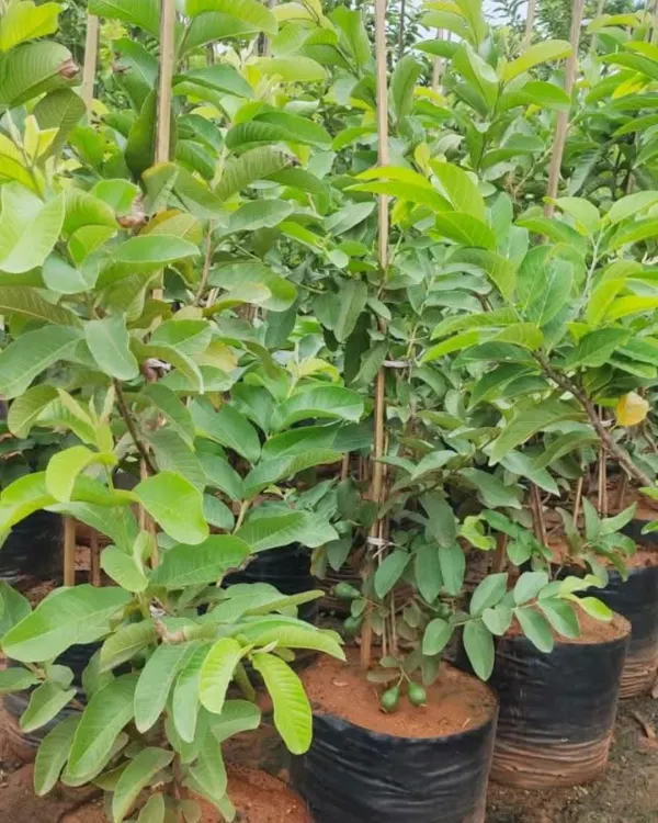 A young Guava tree in a nursery bag, already starting to bear small fruits. I provide healthy, grafted fruit trees that produce quickly.