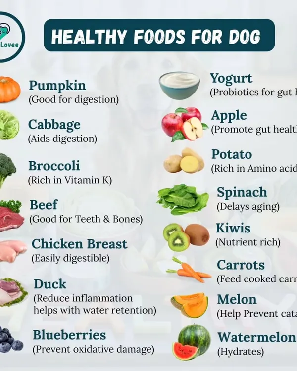 A balanced diet is crucial for your dog's health. This guide shows a variety of healthy foods, from proteins like beef and chicken to nutrient-rich fruits and vegetables like pumpkin, apples, and carrots.