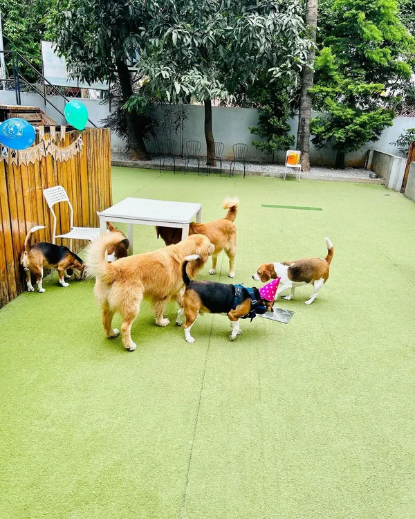 A birthday pawty in full swing! It’s so special to host these celebrations and see all the doggos having a blast together.
