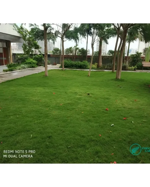 This is a podium garden we created on the 5th floor of a residential building. We installed a wide, healthy lawn surrounded by trees, providing residents with a park-like setting many stories up.