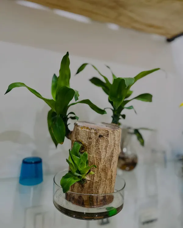 This is a unique Brazilwood plant set up to grow hydroponically. It's a beautiful and unusual piece of living decor for a desk or shelf.
