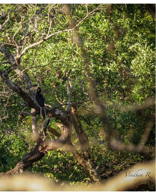 A magnificent Malabar Pied Hornbill spotted in the forests of Dandeli. This area is a paradise for bird watchers, and I guide you to the best spots to see them.