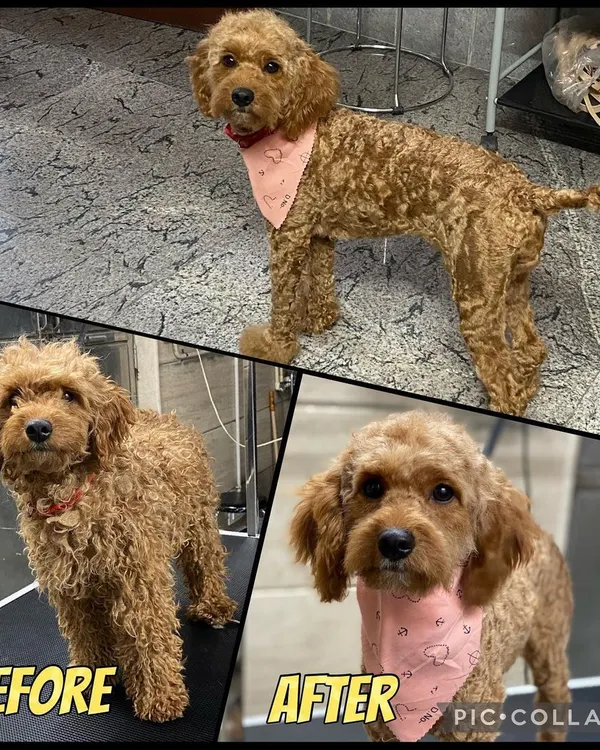 This before and after of Spookie the Poodle shows the magic of a great groom. I love revealing the adorable pup hiding under all that fur.