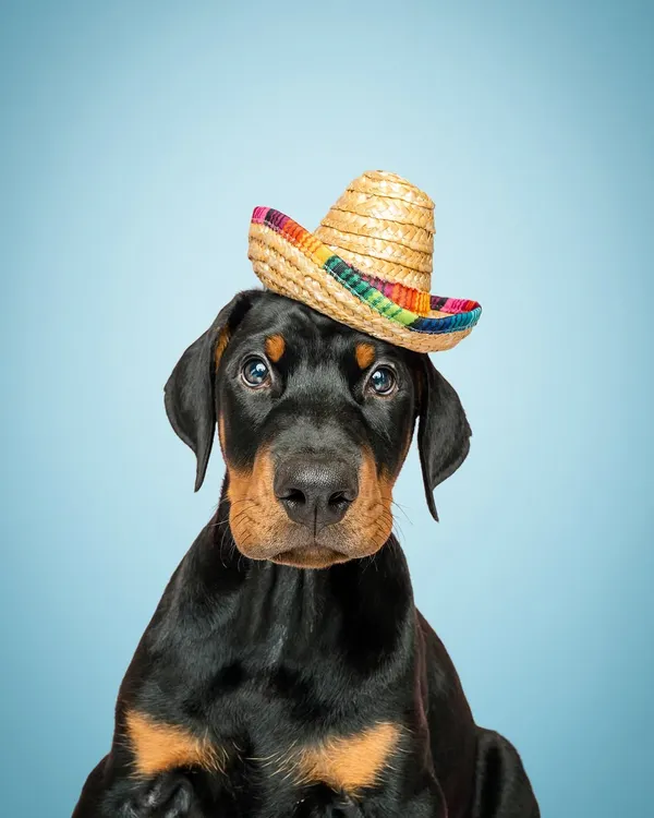 Meet Bali, a 3-month-old Doberman with the sweetest puppy-dog eyes! A little patience and a fun prop like this tiny sombrero are all you need to capture some puppy magic in the studio.