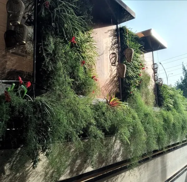 A lush, cascading green wall installed on the exterior of a modern home in Noida. I used a variety of ferns and trailing plants to create a rich texture and a waterfall of greenery.