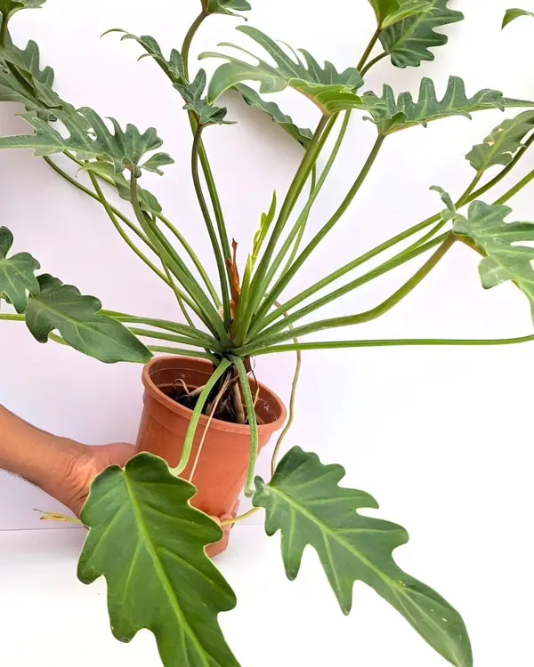 The Philodendron Xanadu is a fantastic choice for adding lush, tropical texture. Its deeply lobed leaves create a full, dramatic effect, and it's a relatively easy-care plant for bright, indirect light conditions.