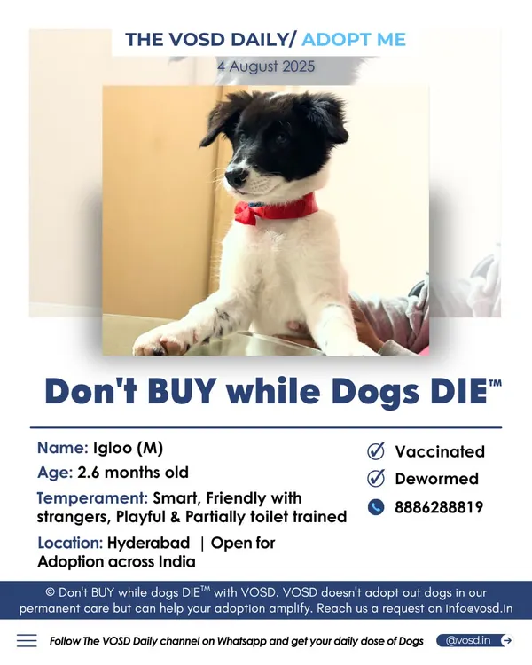 Meet Igloo, a smart and friendly 2.6-month-old puppy in Hyderabad. He is partially toilet trained and ready for a home anywhere in India. This is how we help individual rescuers find families for dogs they've saved.