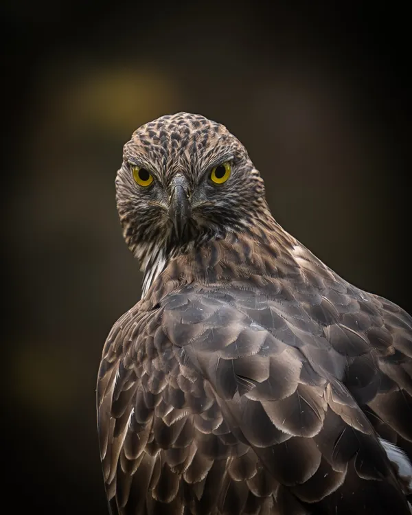 The intense, direct gaze of a Crested Serpent Eagle. When a bird of prey looks at you like this, you feel a deep connection to its wild spirit. I used a dark background to make its piercing yellow eyes the absolute focus of the portrait.