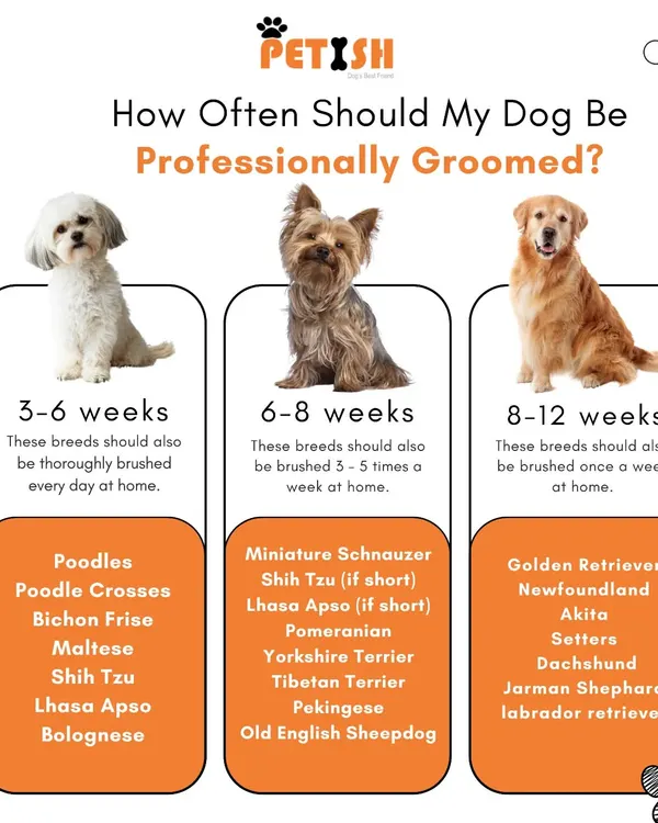 How often should your dog be professionally groomed? This handy infographic provides a general guideline based on breed and coat type, from every 3-6 weeks for poodles to 8-12 weeks for golden retrievers.