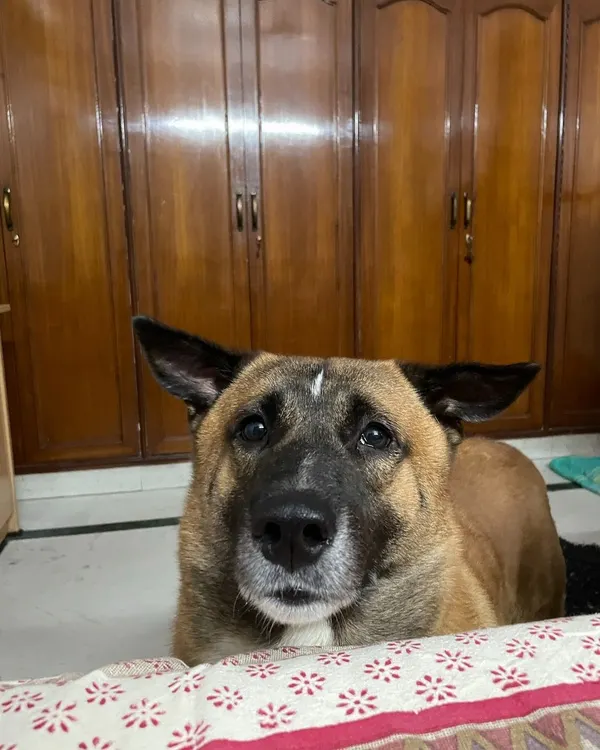 This is Brownie, the dog who started it all for me. I found him on the streets, and his resilience and trust taught me the most valuable lessons about dogs. He is the reason I found my passion and became a trainer.