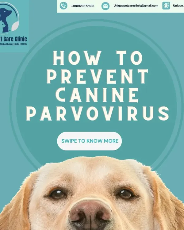 Preventing serious illnesses like Canine Parvovirus is one of my top priorities. This guide is the first step in educating dog owners on how to protect their beloved companions.