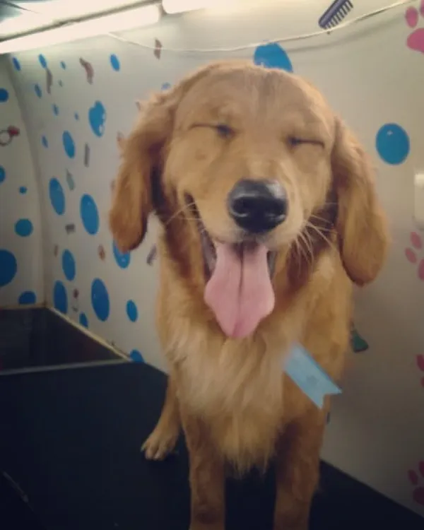 The look of pure bliss. This Golden Retriever is feeling relaxed and happy after a warm bath and professional grooming session in my quiet, stress-free van.