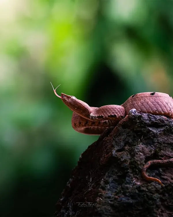 My first encounter with a Hump-nosed Pit Viper in the Western Ghats. After a rush of adrenaline, I captured this shot of the venomous snake coiled on a rock, its forked tongue tasting the air.