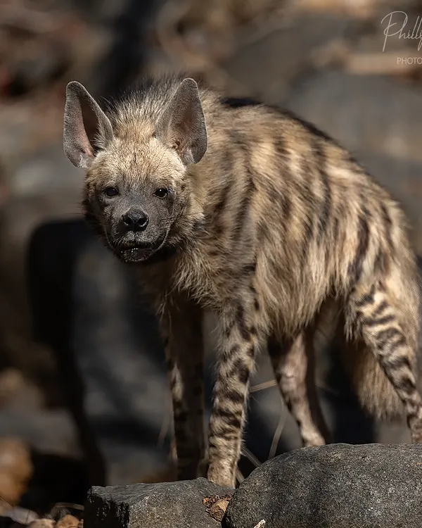 A rare daytime sighting of a Striped Hyena in Ranthambhore. These usually nocturnal animals play a vital role as nature's cleanup crew.
