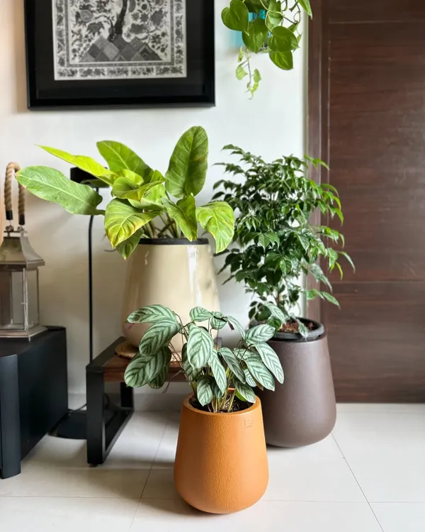 A close-up of my new planters. I love the earthy tones of these pots, which complement the vibrant green of the plants perfectly.