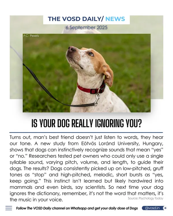 Is your dog really ignoring you? A new study shows that dogs instinctively recognize sounds based on pitch and tone, not just words. It's the music in your voice that matters more than the dictionary.