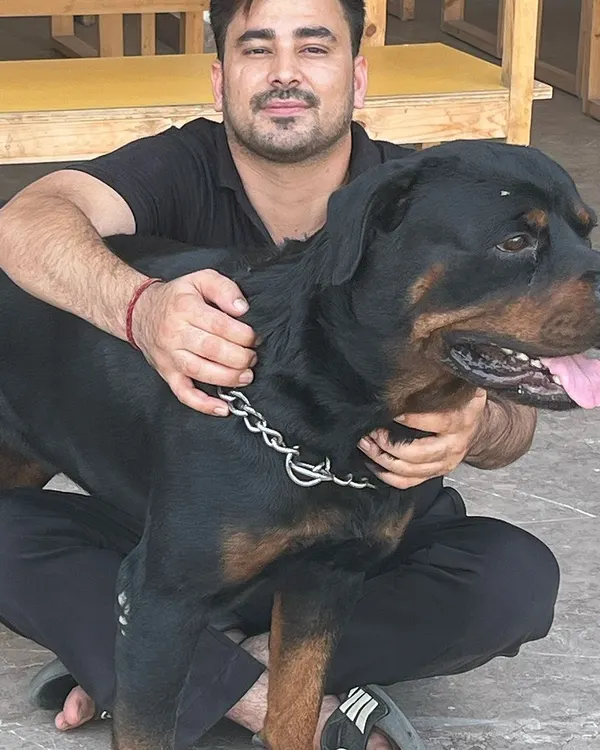 This is one of my boys, enjoying some love and care. My own dogs are the reason I started this journey, and they are the best hosts to our guests.