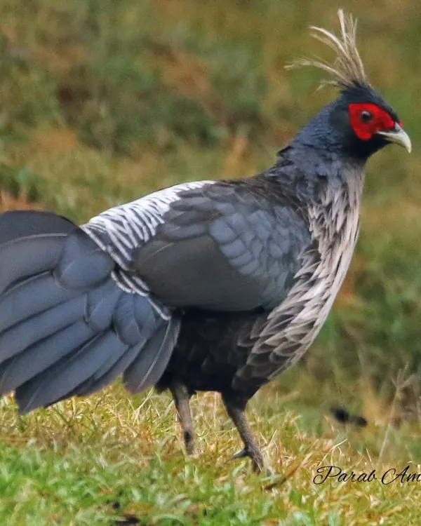 The male Kalij Pheasant, a spectacular game bird of the Himalayan foothills. Its glossy blue-black plumage, long crest, and bare red face make it a truly regal sight against the green mountain slopes.