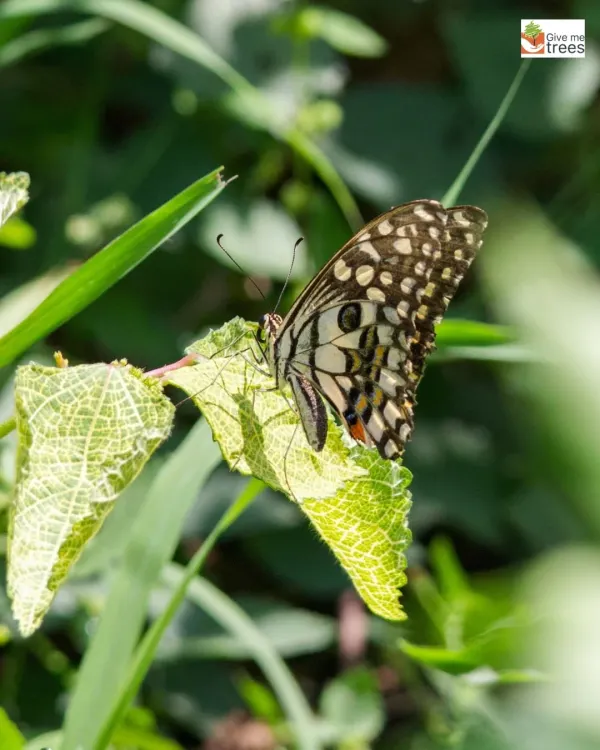 A Lime Butterfly resting on a leaf in our Jaunapur City Forest. During our butterfly walks, we teach you how to spot different species and understand which host plants they depend on.