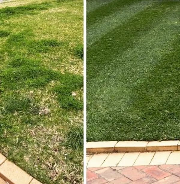 It's amazing what a professional mow can do. Here, I took a lawn that was full of weeds and uneven growth and gave it a clean, striped finish. This is the kind of transformation that brings a garden back to life.