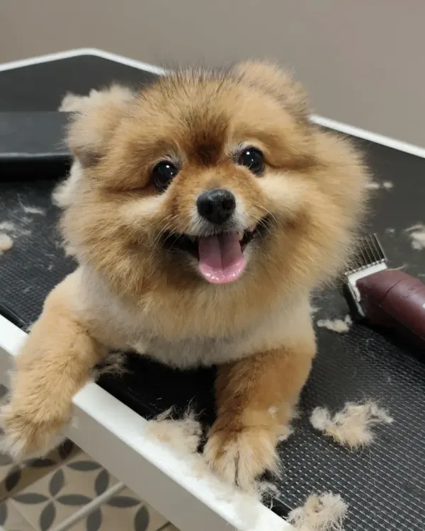 This happy Pomeranian is all smiles mid-haircut. We create a positive and comfortable environment so even the grooming process itself is an enjoyable experience for your pet.