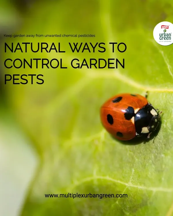 Did you know you can control garden pests naturally? Methods like attracting beneficial insects, such as the ladybug shown here, and using physical barriers are effective ways to protect your plants without resorting to harmful chemical pesticides.