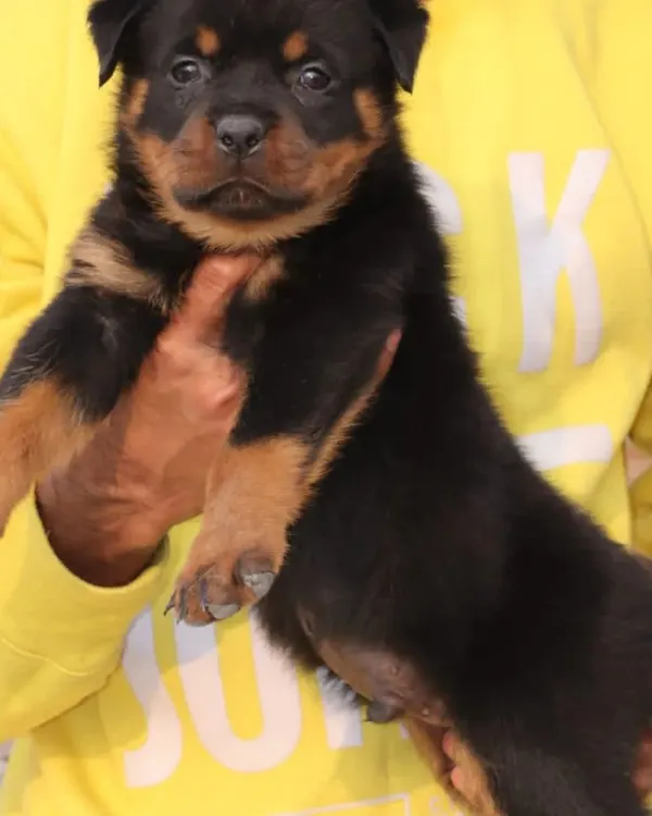 A close-up of a 43-day-old Rottweiler male puppy. You can see his distinct markings and alert expression. He is healthy and has a bold but friendly personality.