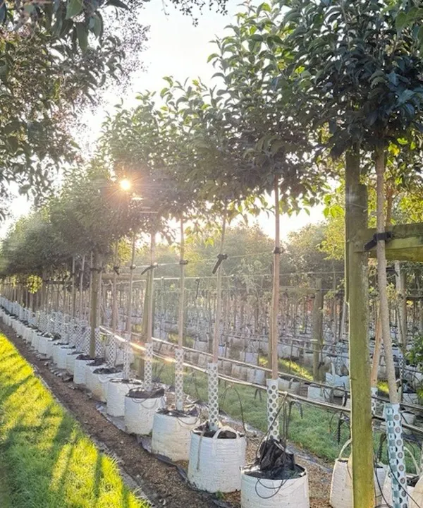 Our process often begins at the nursery. We hand-select high-quality, healthy trees and plants to ensure every landscape we install has the best possible start.